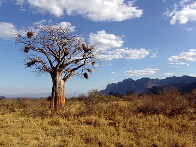 bareless tree with grass near mountain thumbnail