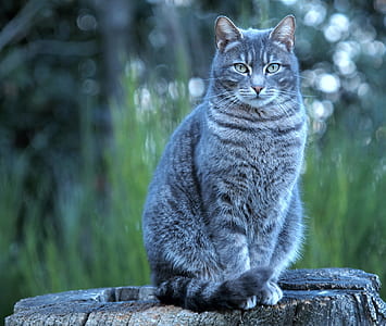 short-fur gray and white cat on brown tree trunk thumbnail