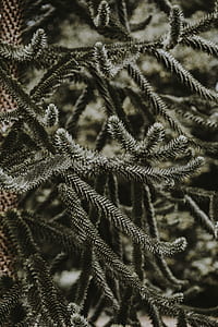 selective focus photography of pine tree thumbnail