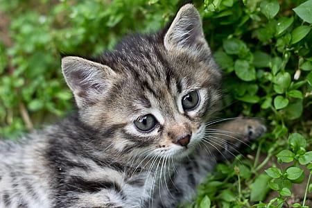 gray tabby kitten thumbnail