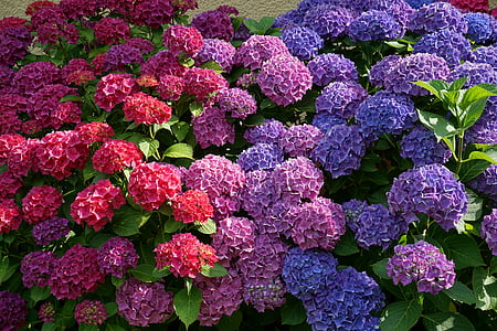 purple, red, and blue flowering plants thumbnail