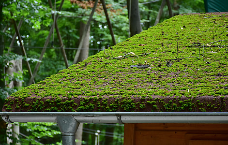 green moss on roof thumbnail