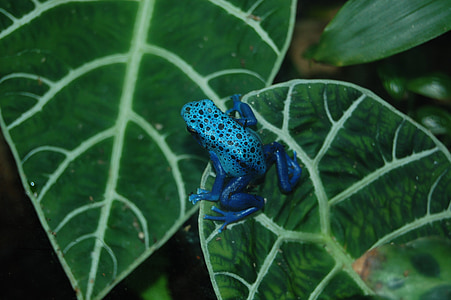 blue and teal frog on leaf thumbnail