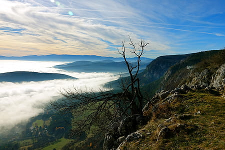 bare tree near cliff at daytime thumbnail