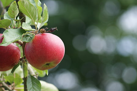 closeup photo of red apples thumbnail