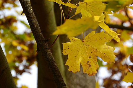Norway Maple, Maple Leaves thumbnail