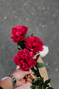 Blooming red peonies thumbnail
