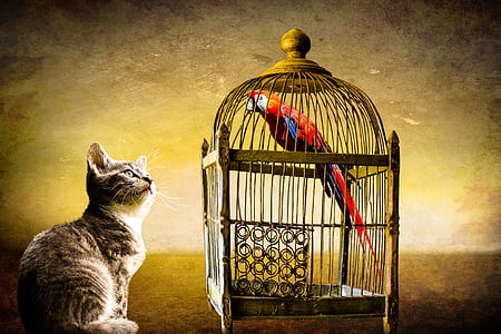 cat watching bird inside cage thumbnail