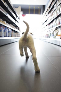 short-coated white puppy walking on grocery store thumbnail