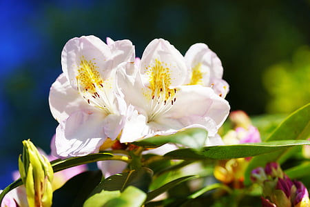shallow focus photo of white flowers thumbnail