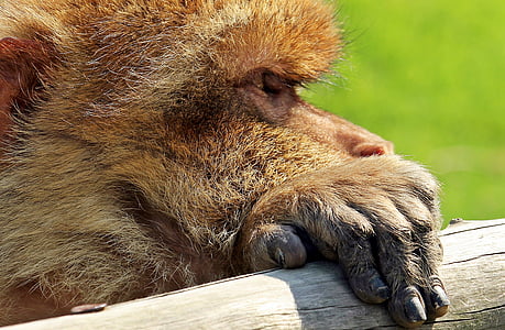 brown orangutan thumbnail