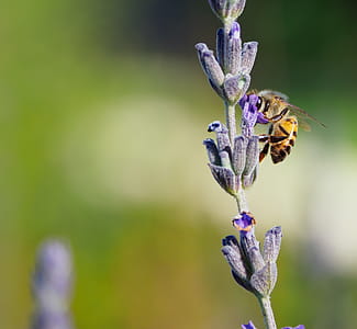 Honeybee on Purple Clustered Flowers thumbnail