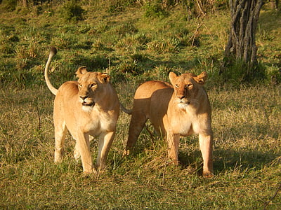 two brown lioness walking on green grass during daytime thumbnail