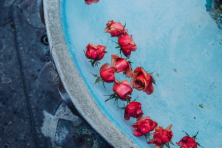 red roses on body of water thumbnail