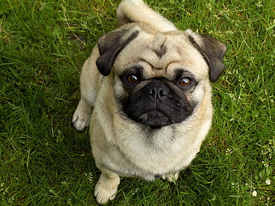 fawn pug on grass field thumbnail
