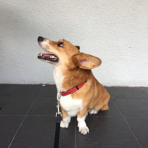 Adult Tan and White Pembroke Welsh Corgi Sits on Floor thumbnail