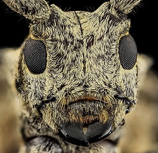 micro photography of insect head thumbnail