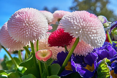 pink and purple petaled flowers thumbnail