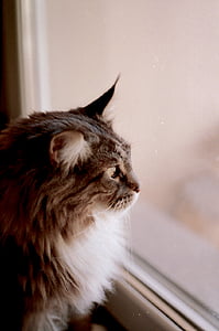 cat looking at window thumbnail