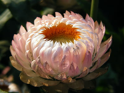 pink everlasting daisy flower tilt shift lens photography thumbnail