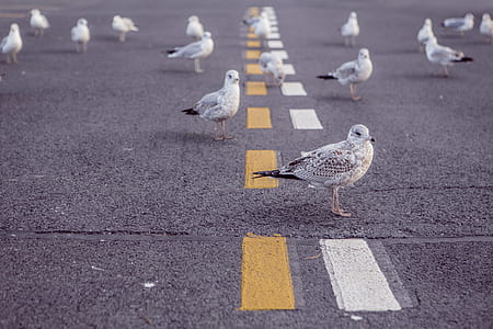 street, animals, birds, doves thumbnail