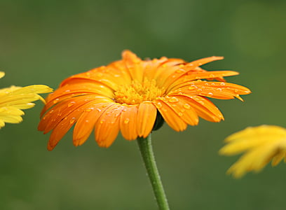selective focus photography of orange petaled flower thumbnail