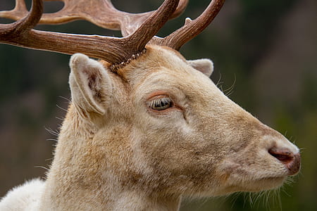 wildlife photography of gray deer thumbnail