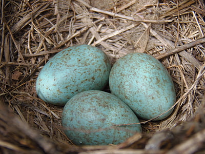three blue eggs on hutch thumbnail