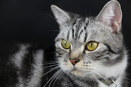 closeup of gray cat thumbnail