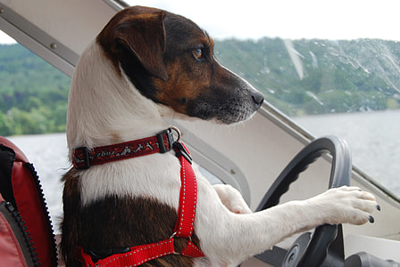 dog driving vehicle thumbnail