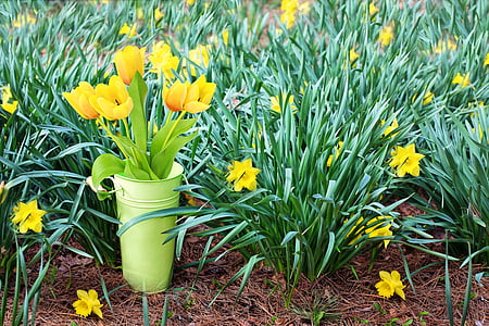 yellow flowers with green leaves thumbnail