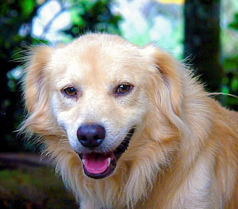 close-up photography of light golden retriver thumbnail