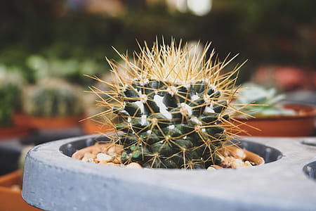 Close-up Photography of Cactus thumbnail