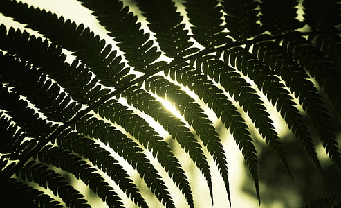 green leafed plant thumbnail