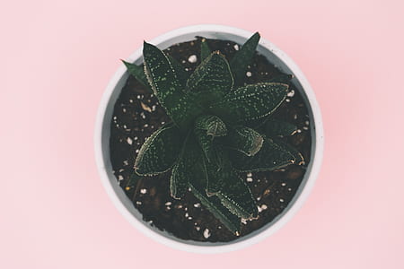 plant, pot, leaves, soil thumbnail