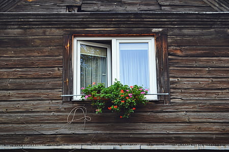 pink petaled flowers on brown and white wooden framed glass window thumbnail