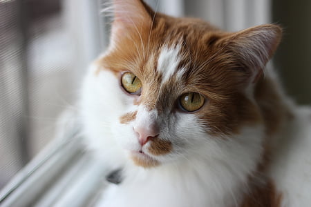 selective focus photography of brown and white cat near window thumbnail