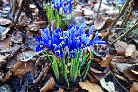 shallow focus photography of blue flowers thumbnail