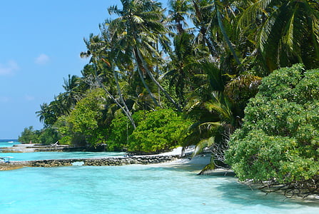 green trees near body of water thumbnail