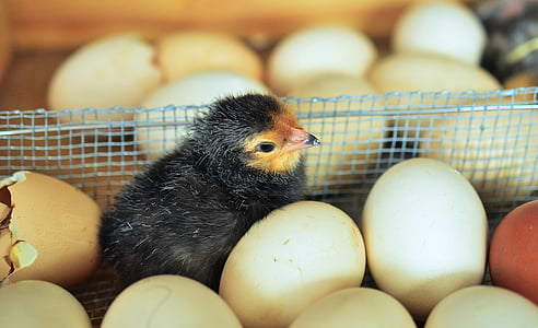 black chick thumbnail