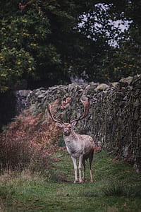 brown moose standing near gray concrete wall thumbnail