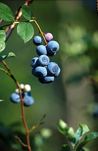blueberries thumbnail