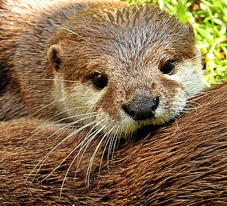 brown animal during daytime thumbnail