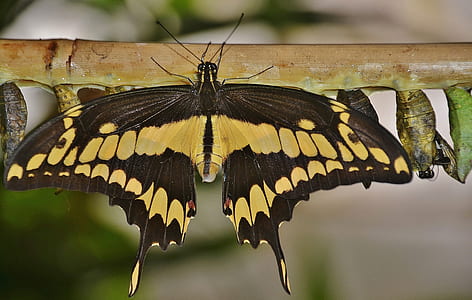 macro photography of yellow and black Easter tiger swallowtail butterfly thumbnail