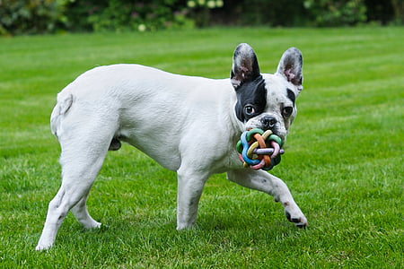 dog on lawn thumbnail