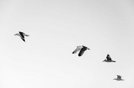 flying black birds in sky thumbnail