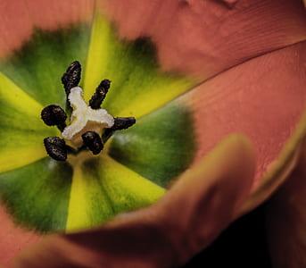 macro photography of pink and green flower thumbnail