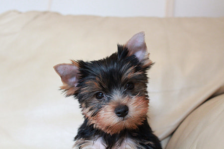 Puppy, Yorkshire Terrier Puppy thumbnail