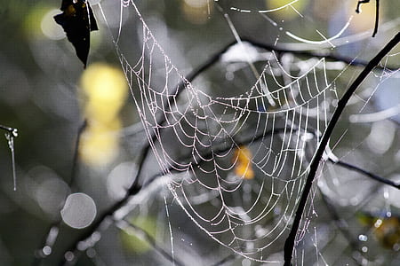 closeup photo of spider web thumbnail