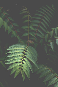 green leaf plant in dark room thumbnail